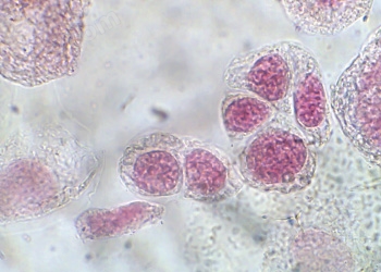 Cognex Microscopy